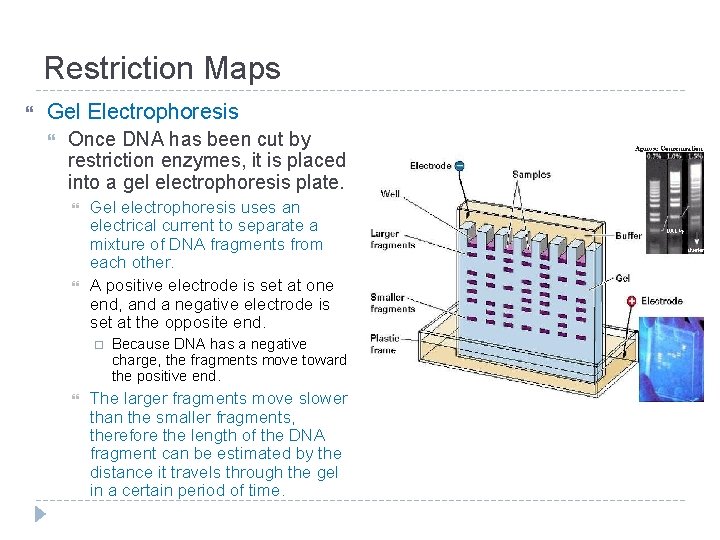 Restriction Maps Gel Electrophoresis Once DNA has been cut by restriction enzymes, it is