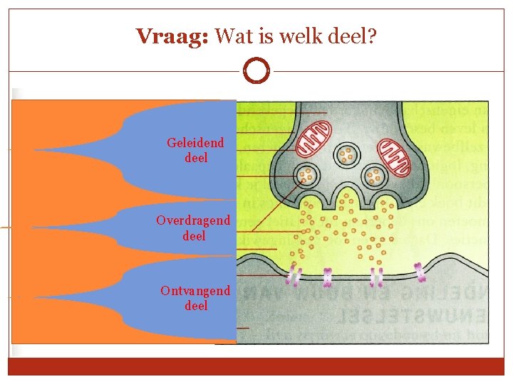 Vraag: Wat is welk deel? Geleidend deel Overdragend deel Ontvangend deel 