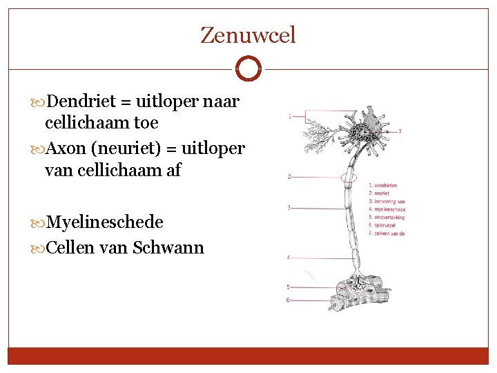 Zenuwcel Dendriet = uitloper naar cellichaam toe Axon (neuriet) = uitloper van cellichaam af
