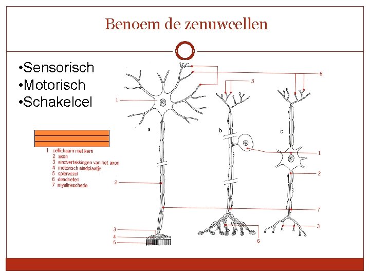 Benoem de zenuwcellen • Sensorisch • Motorisch • Schakelcel 