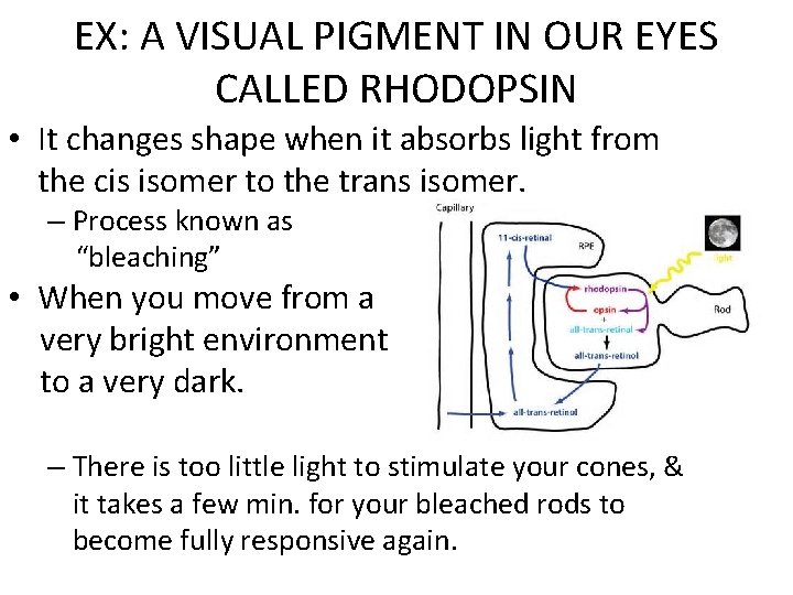 EX: A VISUAL PIGMENT IN OUR EYES CALLED RHODOPSIN • It changes shape when