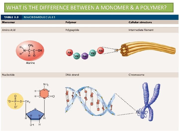 WHAT IS THE DIFFERENCE BETWEEN A MONOMER & A POLYMER? 