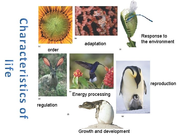 adaptation Response to the environment order reproduction Energy processing regulation Growth and development 