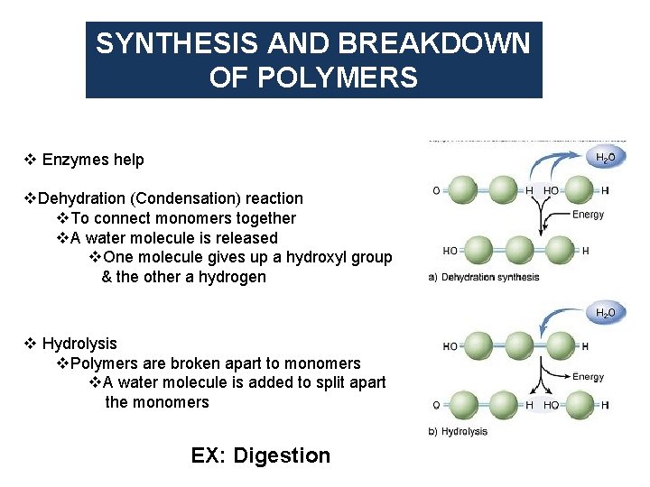SYNTHESIS AND BREAKDOWN OF POLYMERS v Enzymes help v. Dehydration (Condensation) reaction v. To