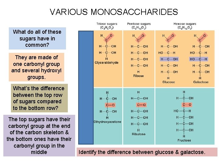 VARIOUS MONOSACCHARIDES What do all of these sugars have in common? They are made