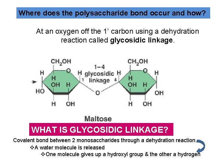 Where does the polysaccharide bond occur and how? At an oxygen off the 1’