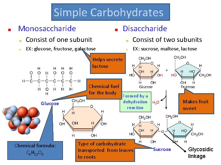 Simple Carbohydrates Monosaccharide Disaccharide Consist of one subunit Consist of two subunits EX: glucose,