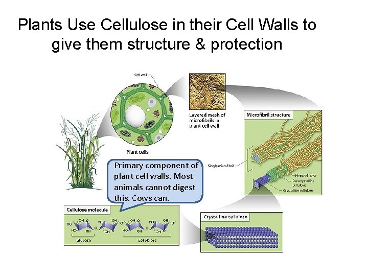 Plants Use Cellulose in their Cell Walls to give them structure & protection Primary
