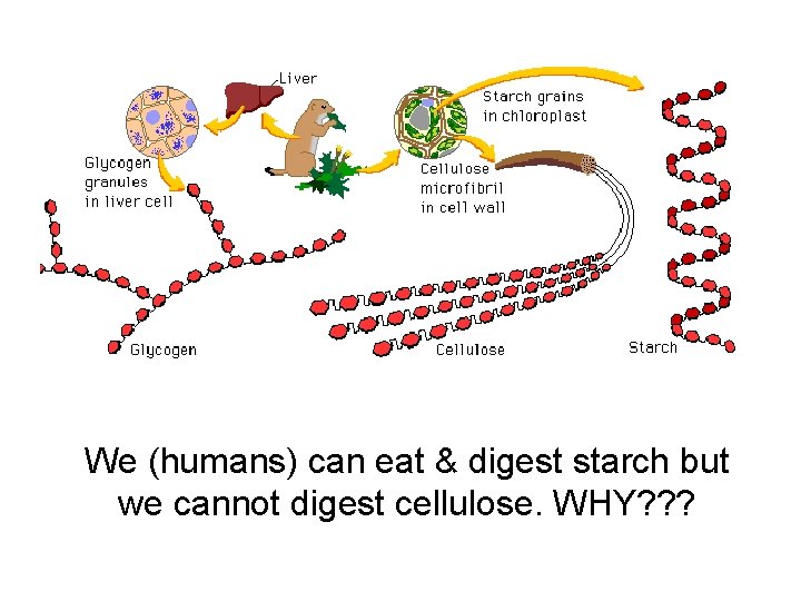 We (humans) can eat & digest starch but we cannot digest cellulose. WHY? ?