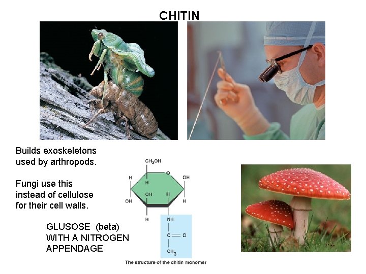 CHITIN Builds exoskeletons used by arthropods. Fungi use this instead of cellulose for their