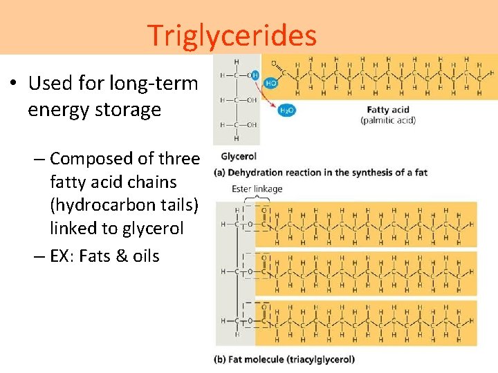 Triglycerides • Used for long-term energy storage – Composed of three fatty acid chains