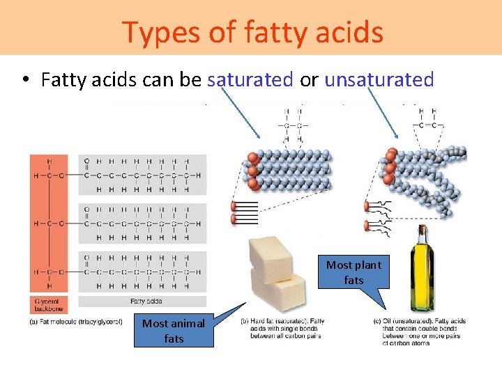 Types of fatty acids • Fatty acids can be saturated or unsaturated Most plant