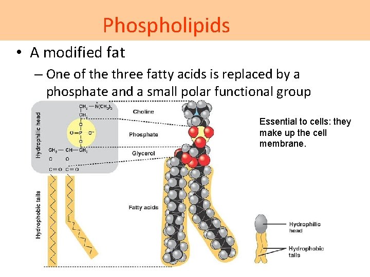 Phospholipids • A modified fat – One of the three fatty acids is replaced