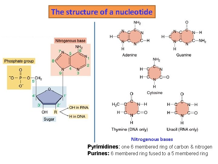 The structure of a nucleotide Nitrogenous bases Pyrimidines: one 6 membered ring of carbon