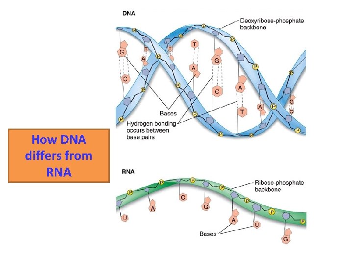 How DNA differs from RNA 