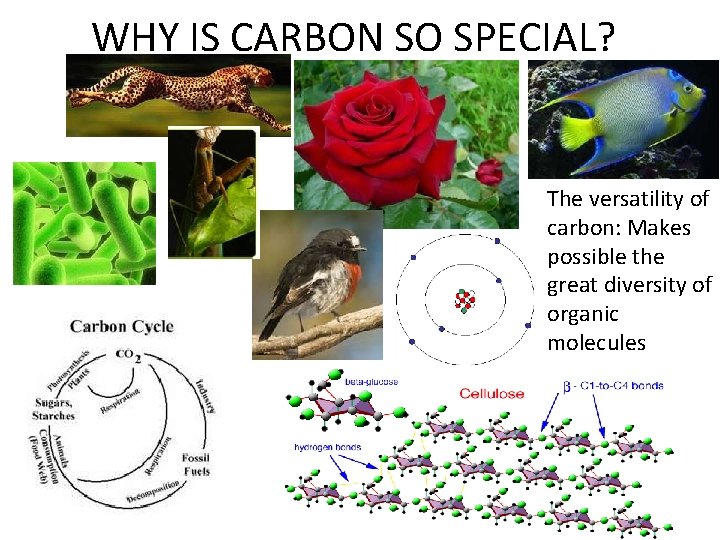WHY IS CARBON SO SPECIAL? The versatility of carbon: Makes possible the great diversity