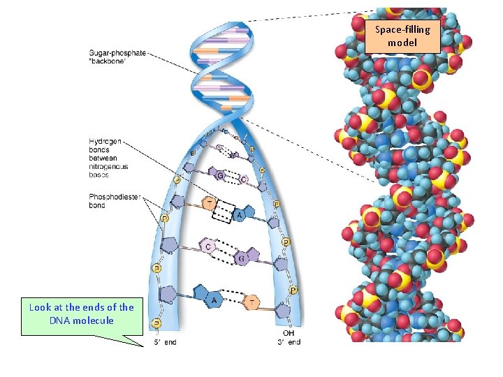 Space-filling model Look at the ends of the DNA molecule 