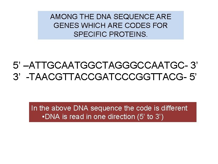 AMONG THE DNA SEQUENCE ARE GENES WHICH ARE CODES FOR SPECIFIC PROTEINS. 5’ –ATTGCAATGGCTAGGGCCAATGC-