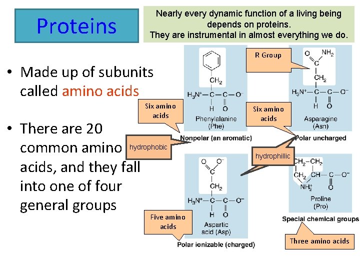 Proteins Nearly every dynamic function of a living being depends on proteins. They are