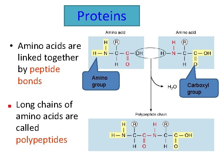 Proteins • Amino acids are linked together by peptide bonds Long chains of amino