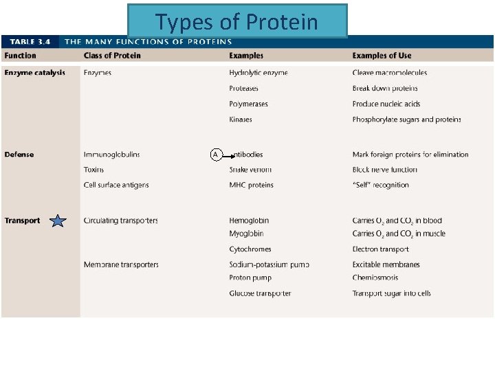 Types of Protein 
