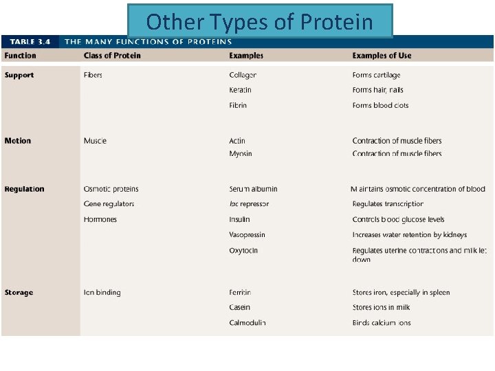 Other Types of Protein 
