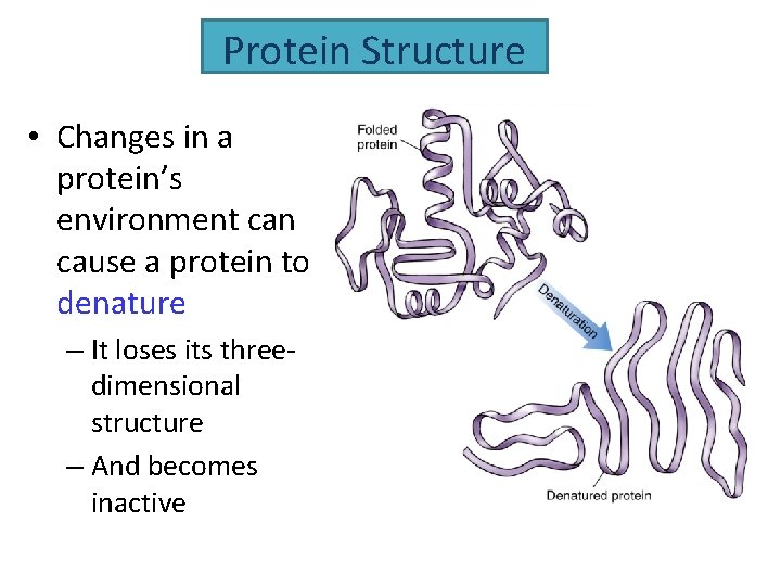 Protein Structure • Changes in a protein’s environment can cause a protein to denature