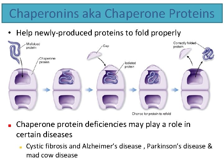Chaperonins aka Chaperone Proteins • Help newly-produced proteins to fold properly Chaperone protein deficiencies