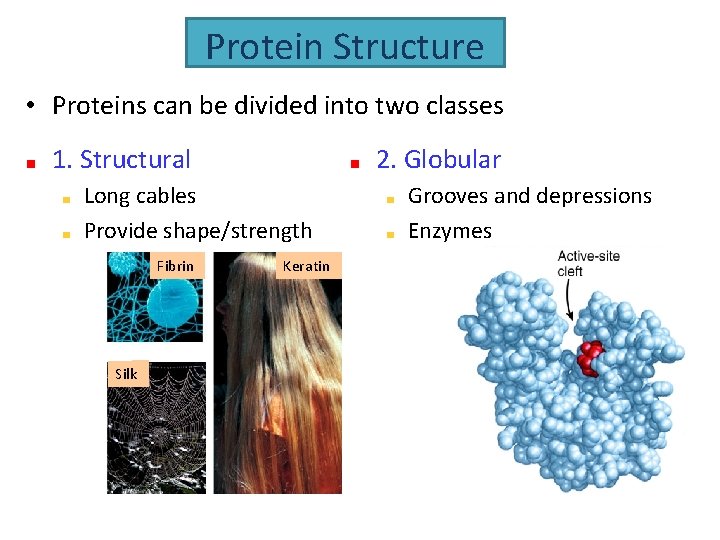 Protein Structure • Proteins can be divided into two classes 1. Structural 2. Globular