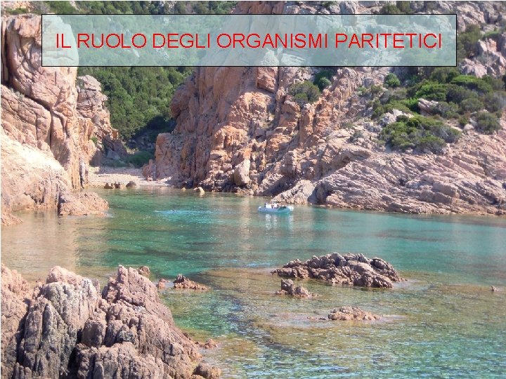IL RUOLO DEGLI ORGANISMI PARITETICI 