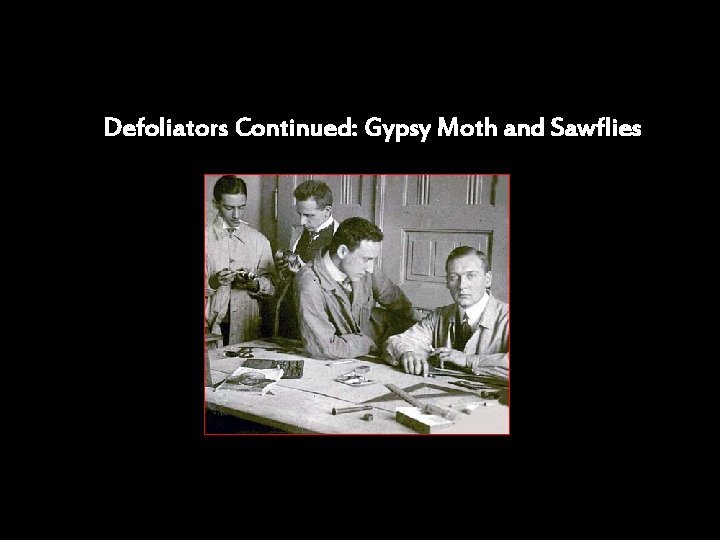 Defoliators Continued: Gypsy Moth and Sawflies 