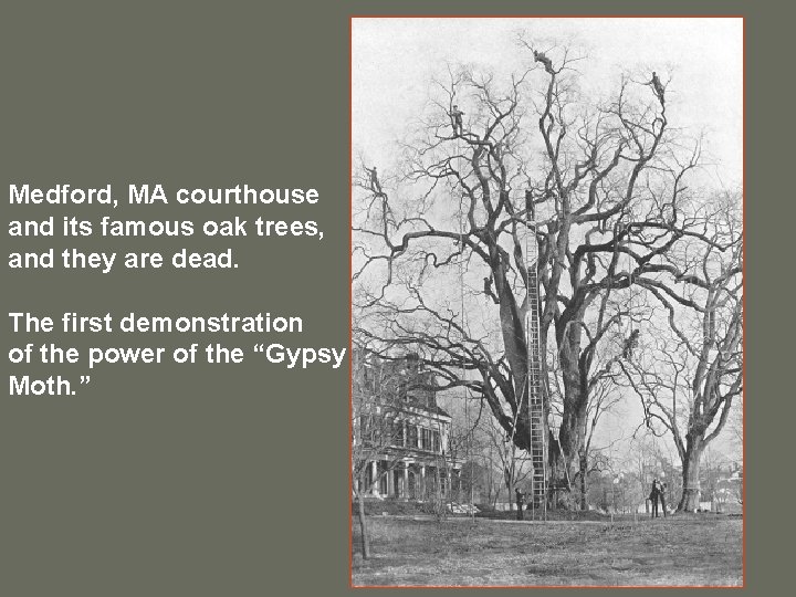 Medford, MA courthouse and its famous oak trees, and they are dead. The first