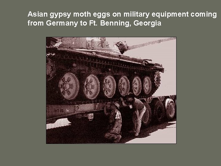 Asian gypsy moth eggs on military equipment coming from Germany to Ft. Benning, Georgia