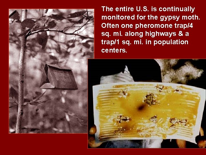 The entire U. S. is continually monitored for the gypsy moth. Often one pheromone