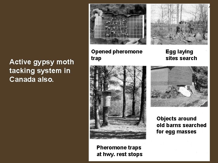 Active gypsy moth tacking system in Canada also. Opened pheromone trap Egg laying sites