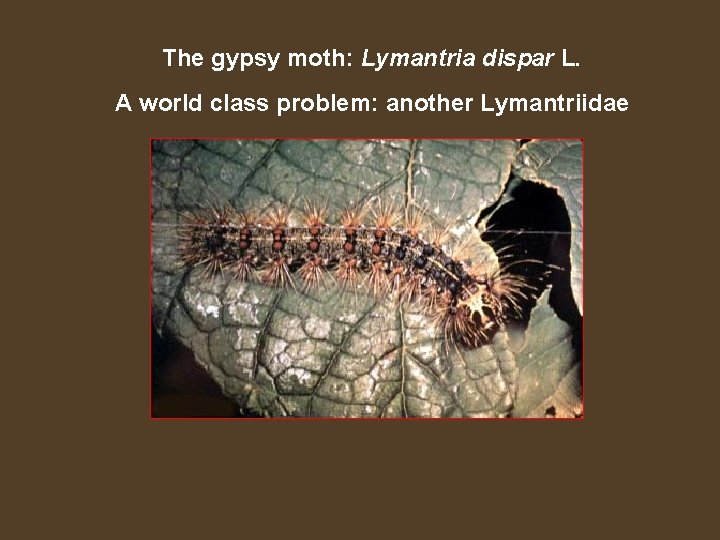 The gypsy moth: Lymantria dispar L. A world class problem: another Lymantriidae 