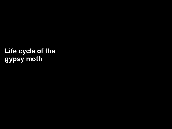 Life cycle of the gypsy moth 