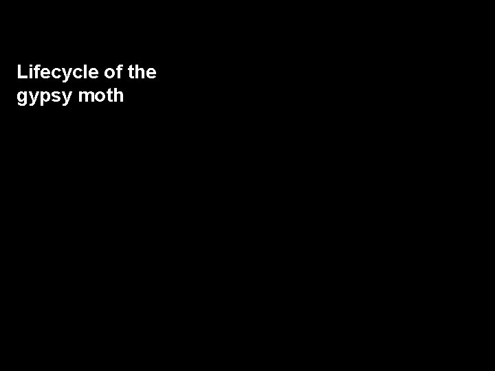 Lifecycle of the gypsy moth 