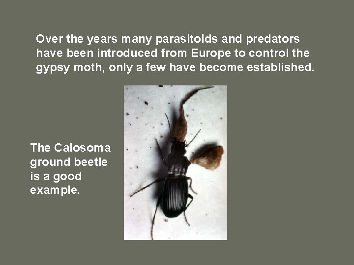 Over the years many parasitoids and predators have been introduced from Europe to control