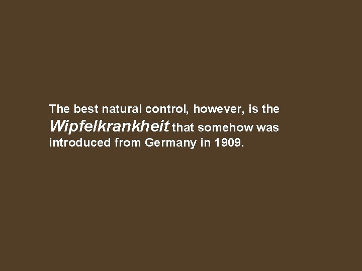 The best natural control, however, is the Wipfelkrankheit that somehow was introduced from Germany