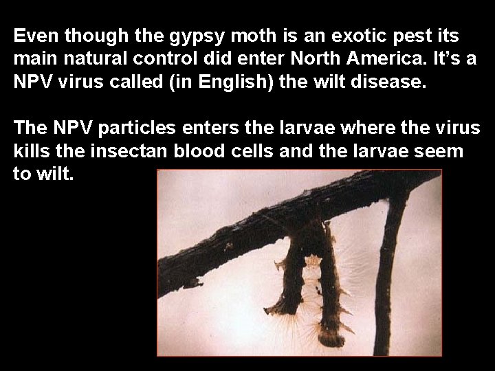 Even though the gypsy moth is an exotic pest its main natural control did