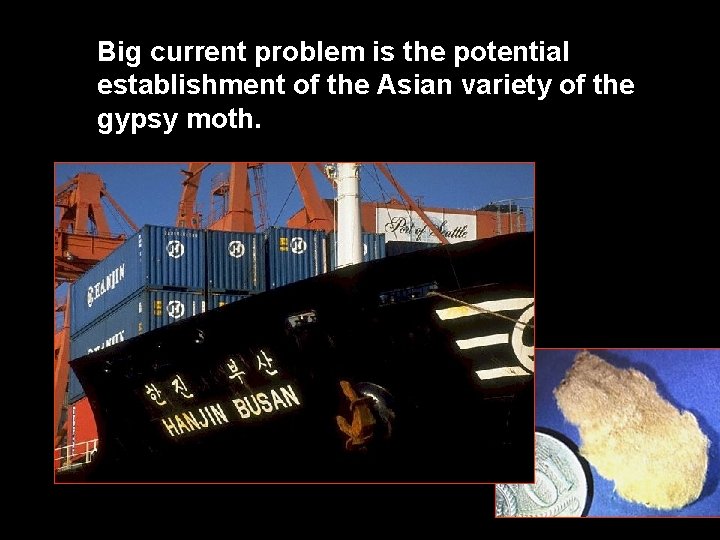Big current problem is the potential establishment of the Asian variety of the gypsy