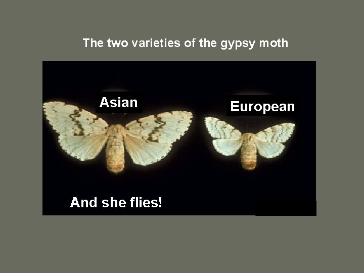 The two varieties of the gypsy moth Asian And she flies! European 