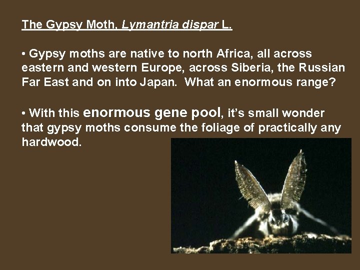 The Gypsy Moth, Lymantria dispar L. • Gypsy moths are native to north Africa,