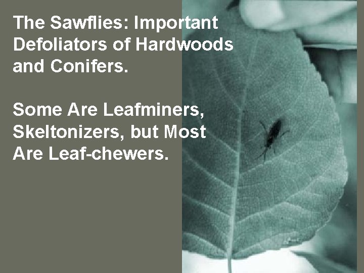 The Sawflies: Important Defoliators of Hardwoods and Conifers. Some Are Leafminers, Skeltonizers, but Most