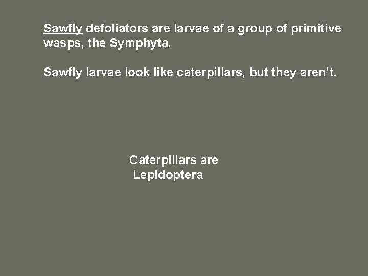 Sawfly defoliators are larvae of a group of primitive wasps, the Symphyta. Sawfly larvae