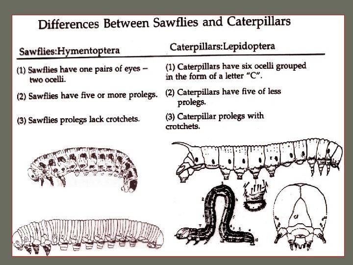 Sawflies Caterpillars 