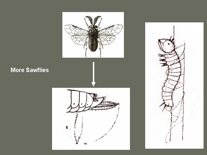More Sawflies 