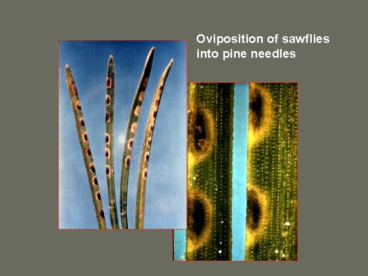 Oviposition of sawflies into pine needles 