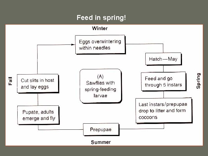 Feed in spring! 